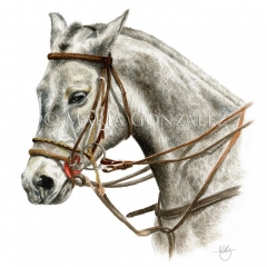 Polo-Pony-by-Maria-Gonzalez