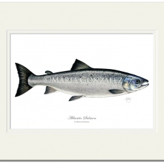 a4-atlantic-salmon-print-in-mount-by-maria-gonzalez-copyright